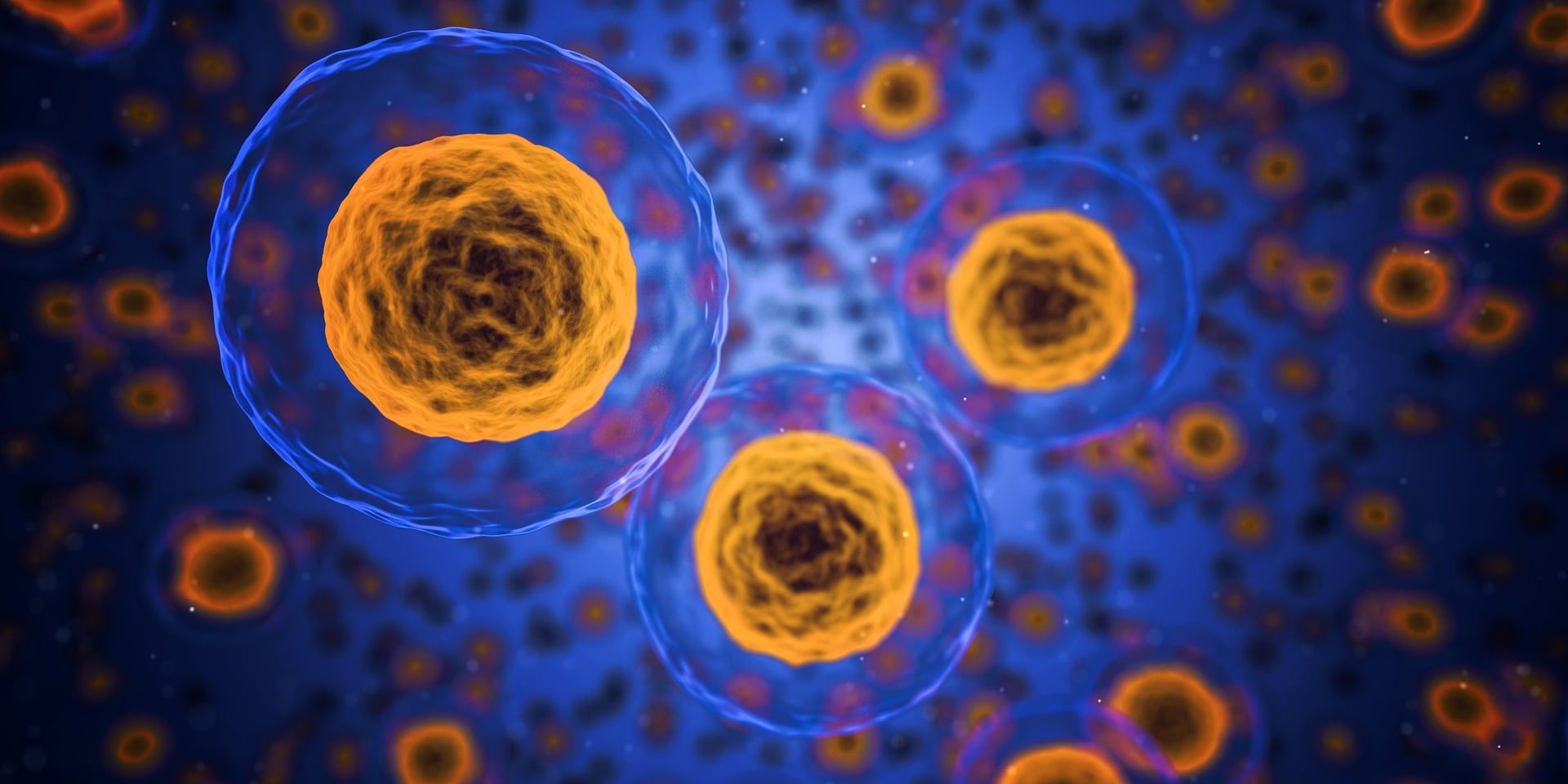 Illustration de cellules vues au microscope
